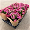 CALANDIVA 10,5 CM CERISE 1X12